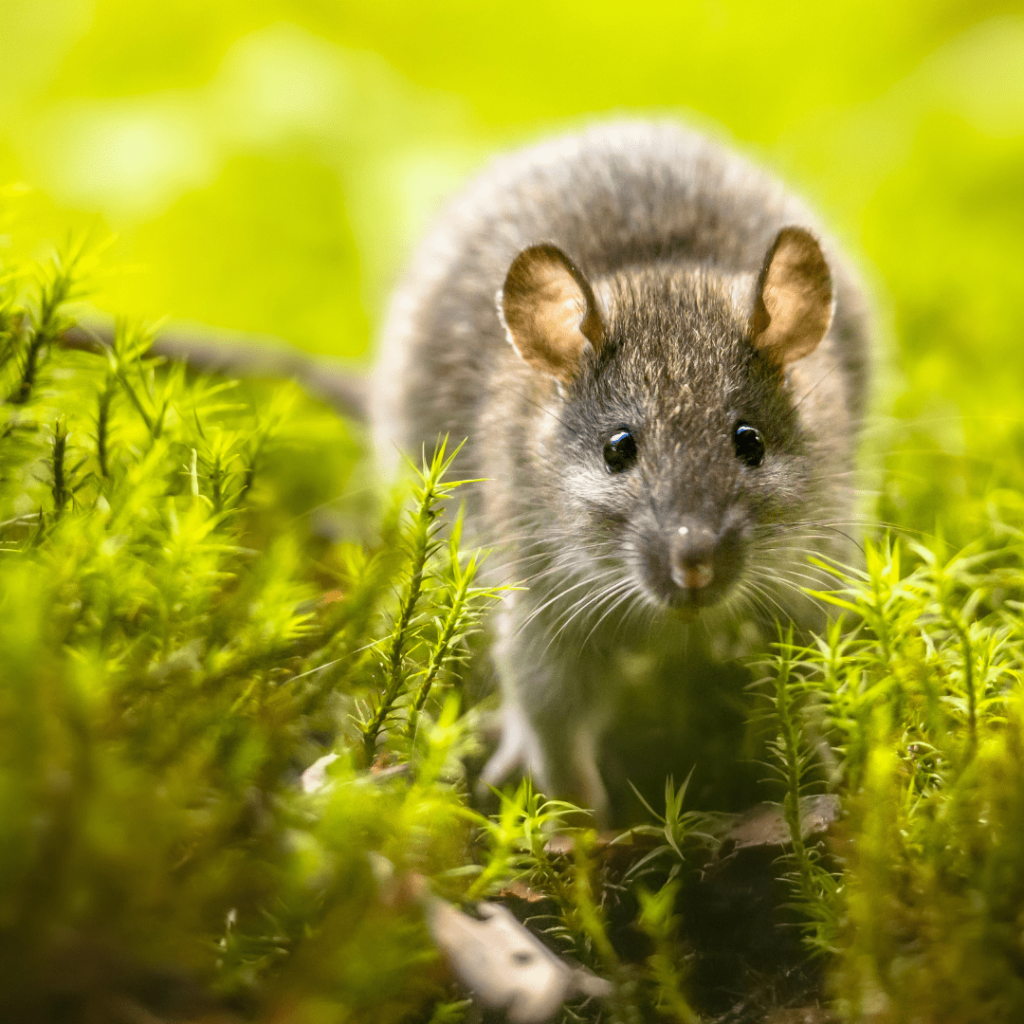 a mouse in the grass