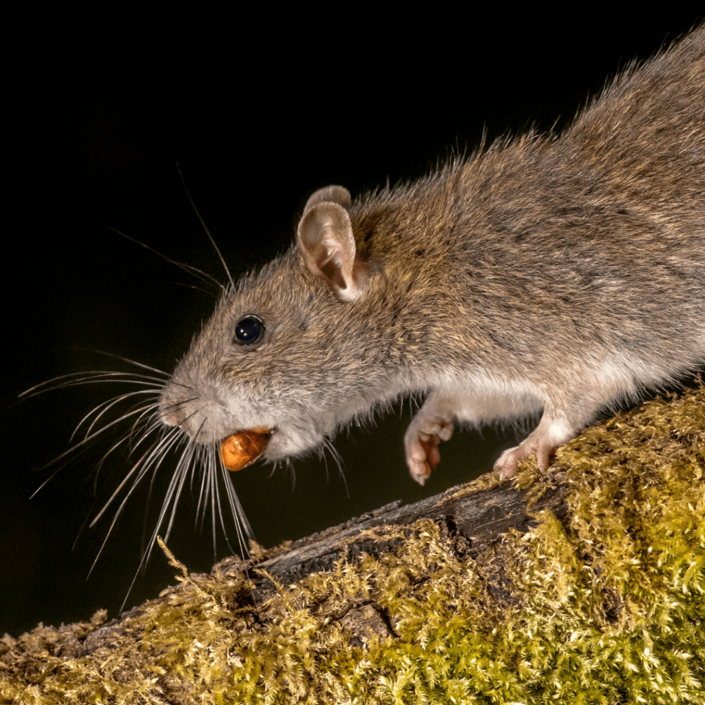 a mouse eating a nut on a log