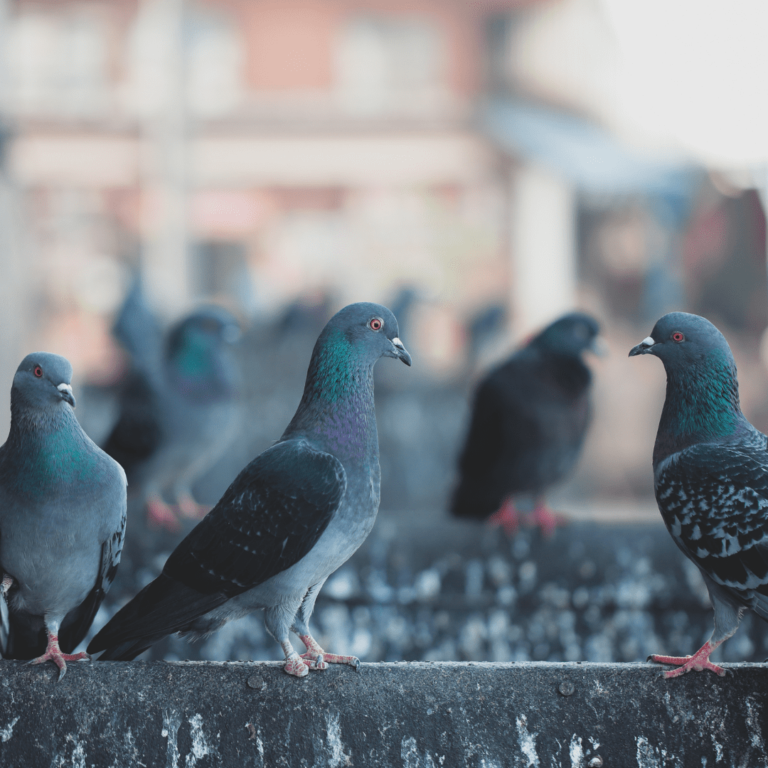 Pigeons sur batiment