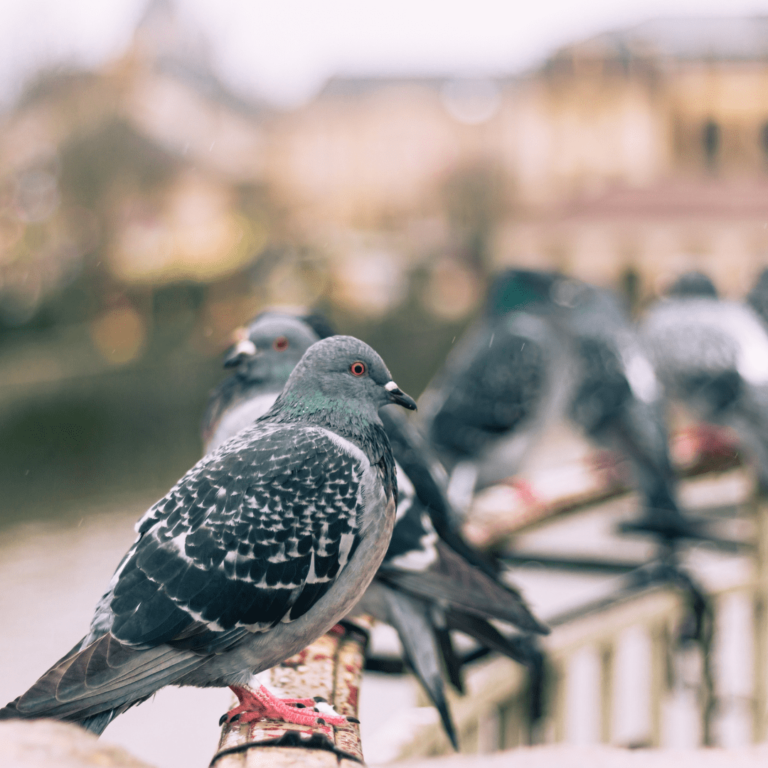 Protection mécanique pigeons