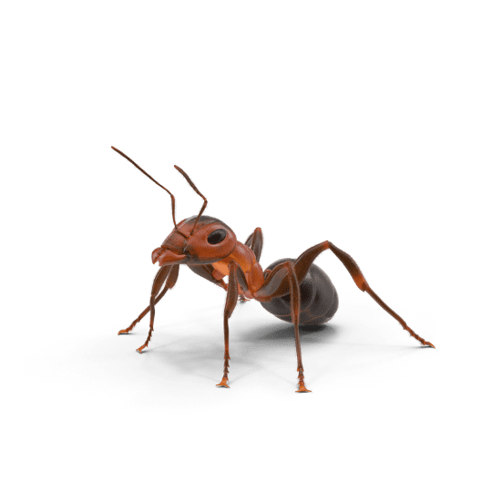Fourmis désinsectisation