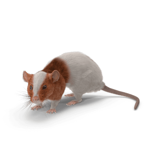 souris dératisation