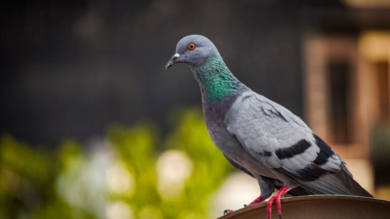 Pigeon posé sur le rebord d’un bâtiment